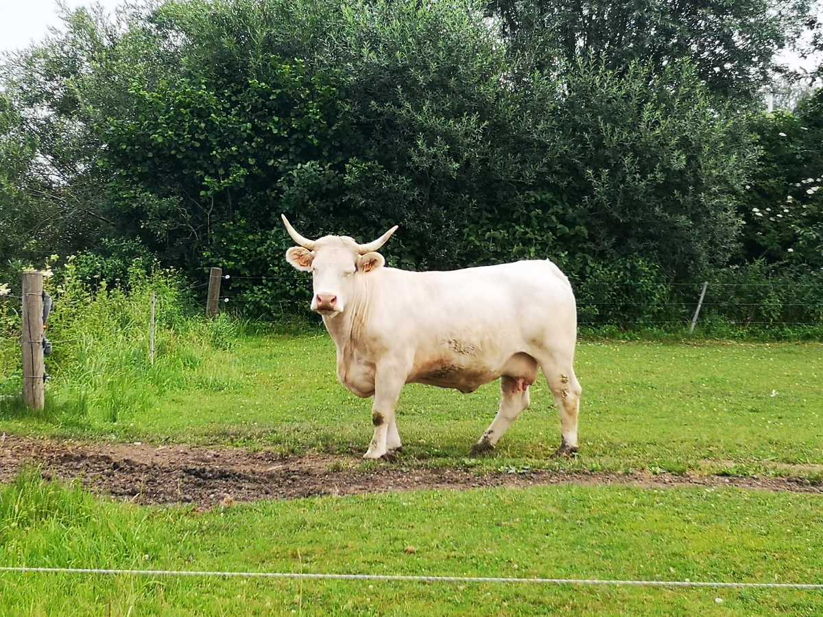 Kuh auf Weide