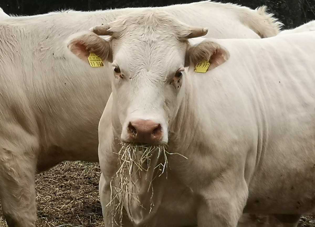 Färse frisst Heu