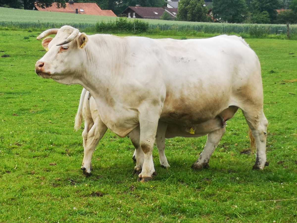 Kuh mit Kalb